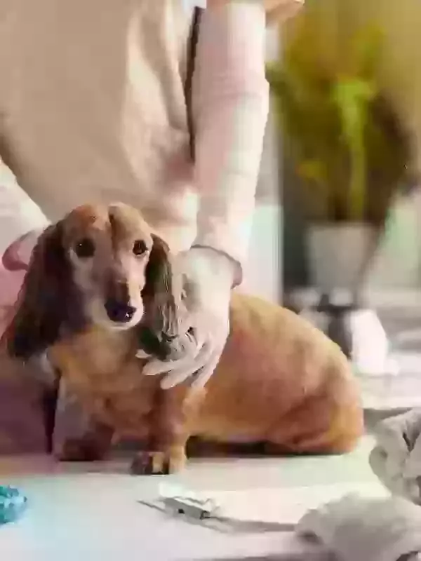 Dedicated Vets Portal